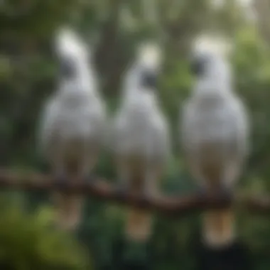 A serene environment with Cockatoos perched on a branch