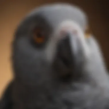 Close-up of an African Grey parrot's face displaying its keen eyes