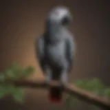 An African Grey parrot perched on a branch showcasing its sleek feathers