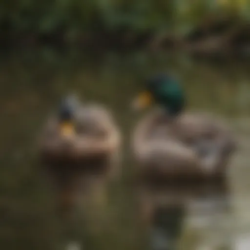 A serene pond scene showcasing a pair of ducks preening together, symbolizing social bonding.