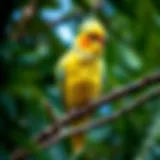 Cockatiel perched on a tree branch, displaying its vibrant feathers