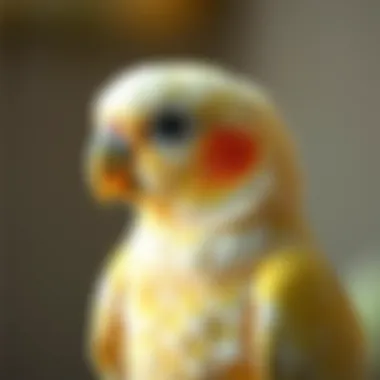 A close-up of a cockatiel showing affection towards its owner