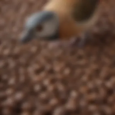 Close-up of a bird's feet on a coffee bean, showcasing curiosity