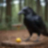 A crow using a tool to retrieve food