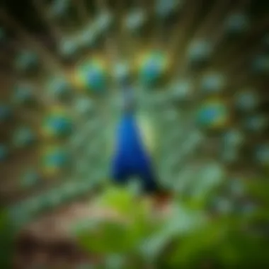 A stunning peacock showcasing its plumage to attract a mate