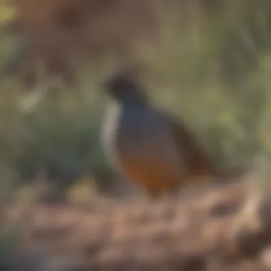 A close-up of a Gambel's quail amidst desert vegetation.