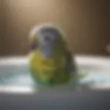 A vibrant budgie enjoying a refreshing bath in a shallow dish filled with water.