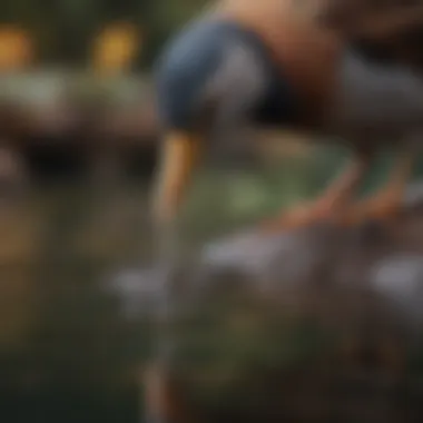 A close-up of a bird dipping its beak into a water source