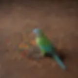 Colorful assortment of premium parakeet pellets
