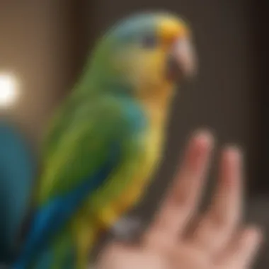 Colorful parakeet perched on a finger