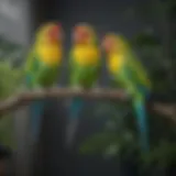 Colorful parakeets perched on a branch