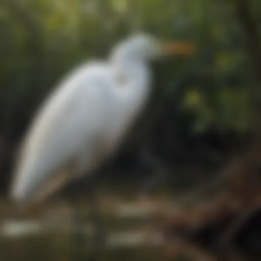 A majestic Great Egret in its natural habitat, showcasing its elegance and beauty.