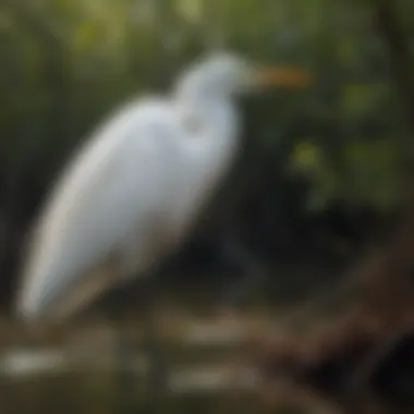Great Egret in the Everglades A majestic Great Egret in its natural habitat, showcasing its elegance and beauty.
