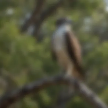 An Osprey perched on a branch, surveying its surroundings with keen focus.