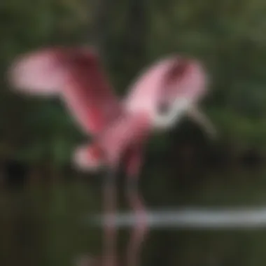 A vibrant Roseate Spoonbill wading through the waters, displaying its unique pink plumage.