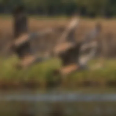 Sandhill Cranes in Flight A flock of Sandhill Cranes gracefully flying over the wetlands during migration.