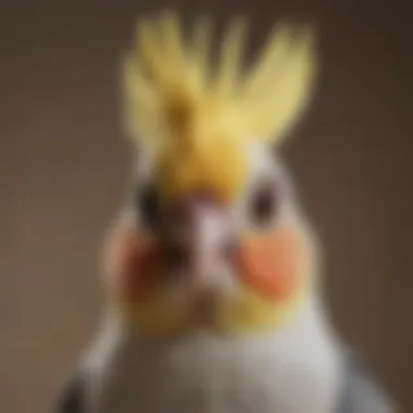 Close-up of a cockatiel demonstrating mimicry with enthusiasm.