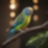 A colorful budgie perched on a branch