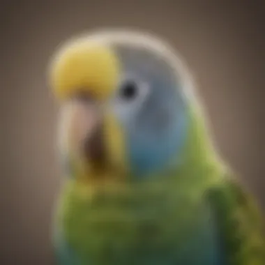 A close-up of a budgie showcasing its distinct features