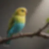 A vibrant budgerigar perched on a branch