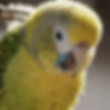 A close-up of a budgie preening its feathers after a bath, showcasing the importance of hygiene.