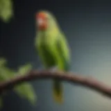 Vibrant parakeet perched on a branch