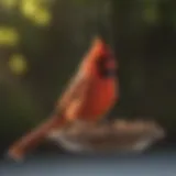 A vibrant cardinal perched at a bird feeder filled with seeds.