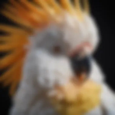 Close-up of a cockatoo showcasing its colorful feathers