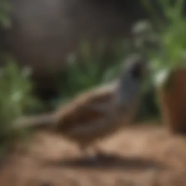 Close-up of quail in a well-maintained habitat