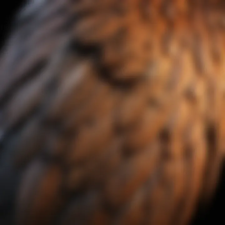 Close-up view of a bird's wings highlighting flight feathers