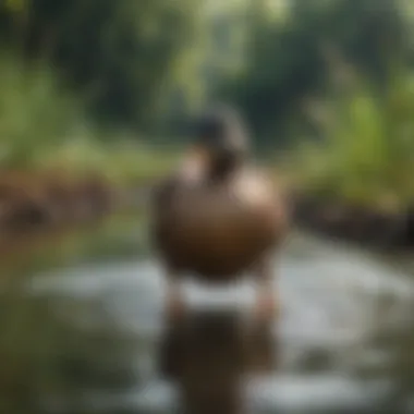 Ducks enjoying a natural water source for bathing and swimming