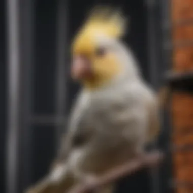 Close-up of quality materials used in cockatiel cage construction