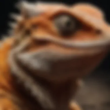 A bearded dragon displaying vibrant skin before shedding.