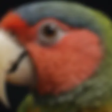 Close-up of a parrot's beak showcasing its structure