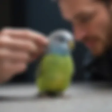 Veterinarian examining a budgie for health check