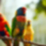 Colorful pet birds perched on a branch