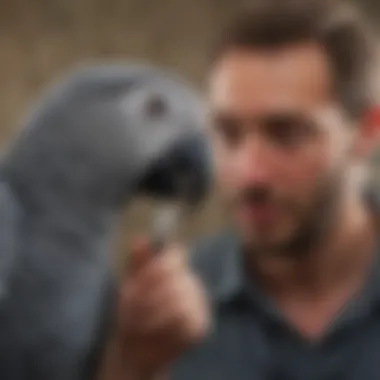 Congo African Grey parrot interacting with its owner, highlighting social behavior