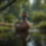 A serene duck habitat with a pond and natural vegetation