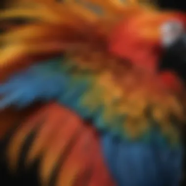 A close-up of a macaw displaying its stunning plumage