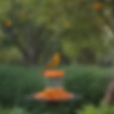 Different types of oriole feeders displayed in a garden