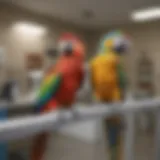 Colorful parrots perched in a veterinary clinic environment