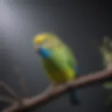 Colorful budgie perched on a branch