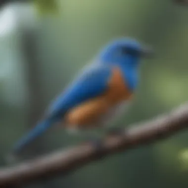 Vibrant Blue Bird Perched on a Branch A vibrant Blue Bird perched on a branch