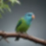 Vibrant Pacific Parrotlet perched on a branch