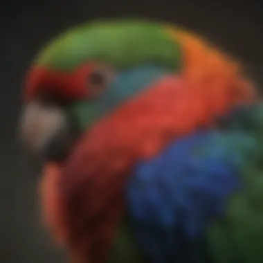 Close-up of Eclectus parrot's colorful feathers