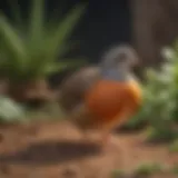 A vibrant button quail in its natural habitat, showcasing its unique plumage.