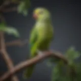 A vibrant green parakeet perched on a branch, showcasing its plumage and playful demeanor.