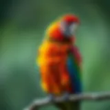 Colorful talking parrot perched on a branch