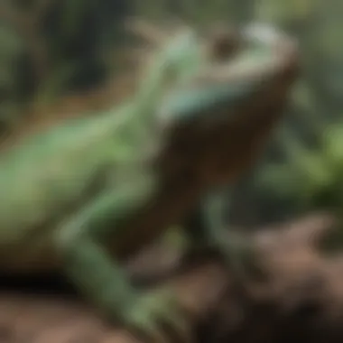 Enrichment features in iguana habitat, like branches and hiding spots