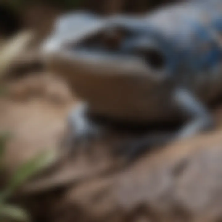 Close-up of appropriate substrate for blue tongue skink tank